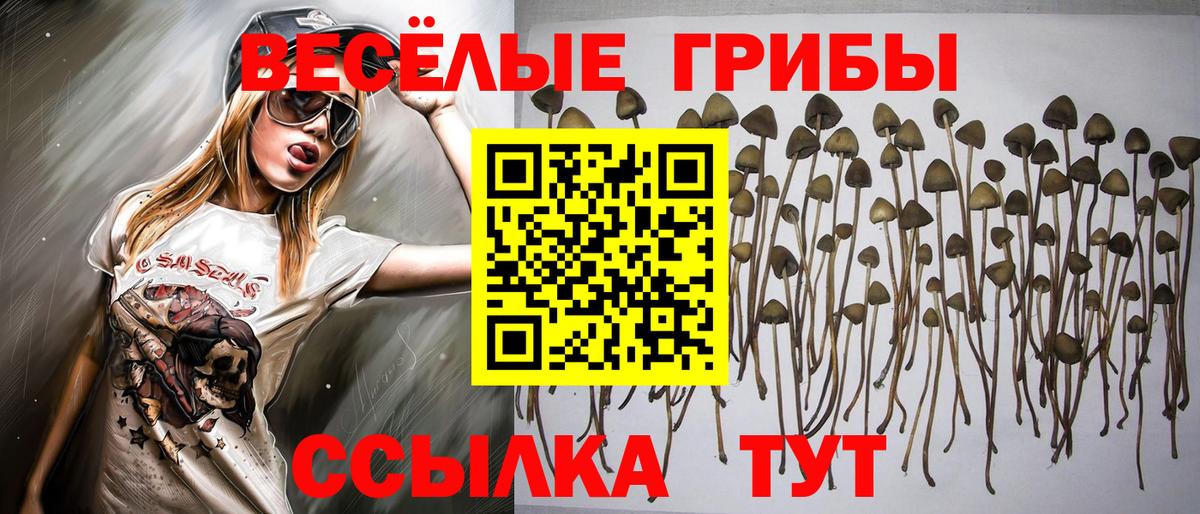 Галлюциногенные грибы Psilocybe  Саратов 