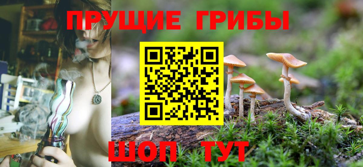 Саратов  Псилоцибиновые грибы Psilocybine cubensis  Вход с VPN 